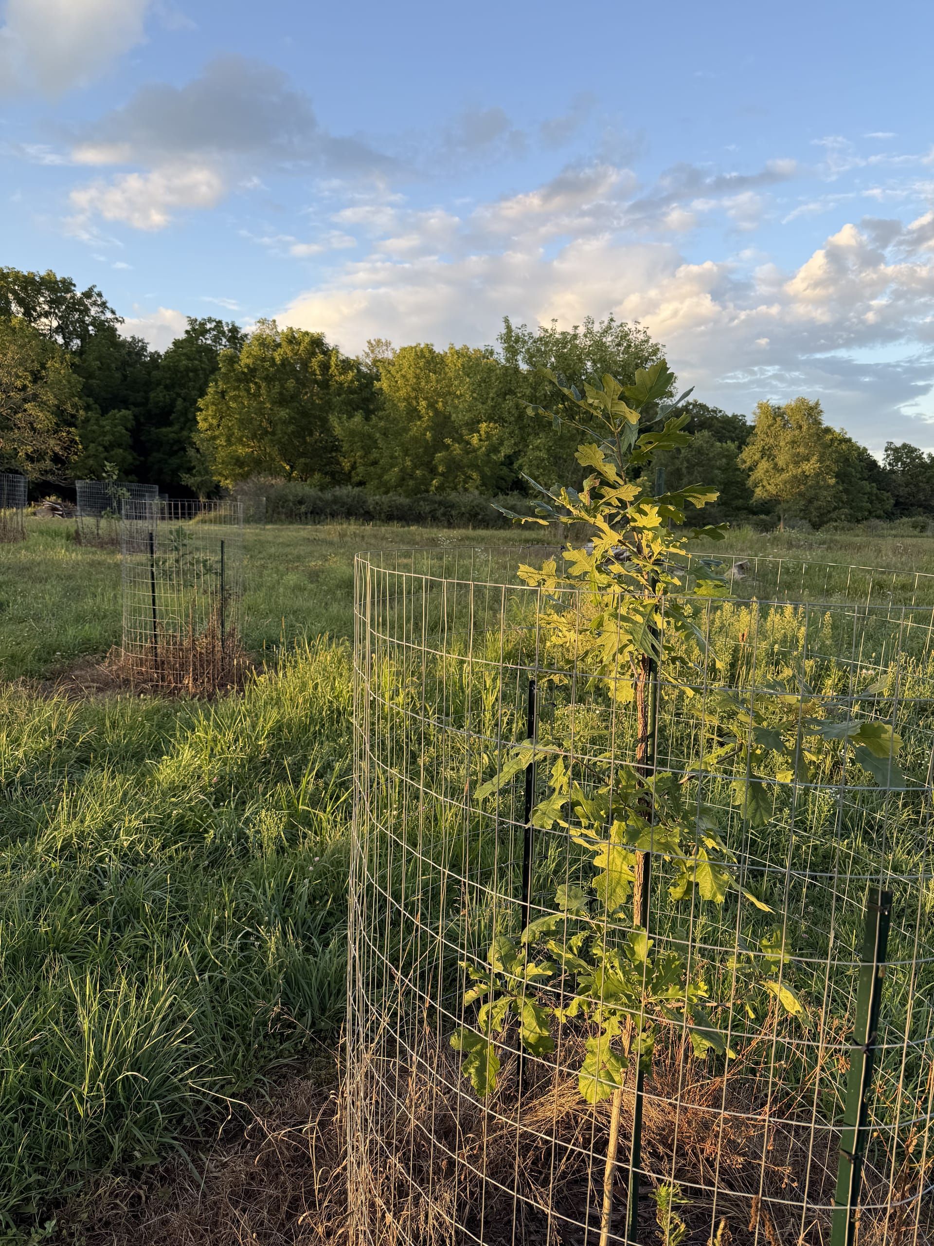 A young oak sapling in a protective wire cage in a Michigan field at golden hour, woodland on the horizon