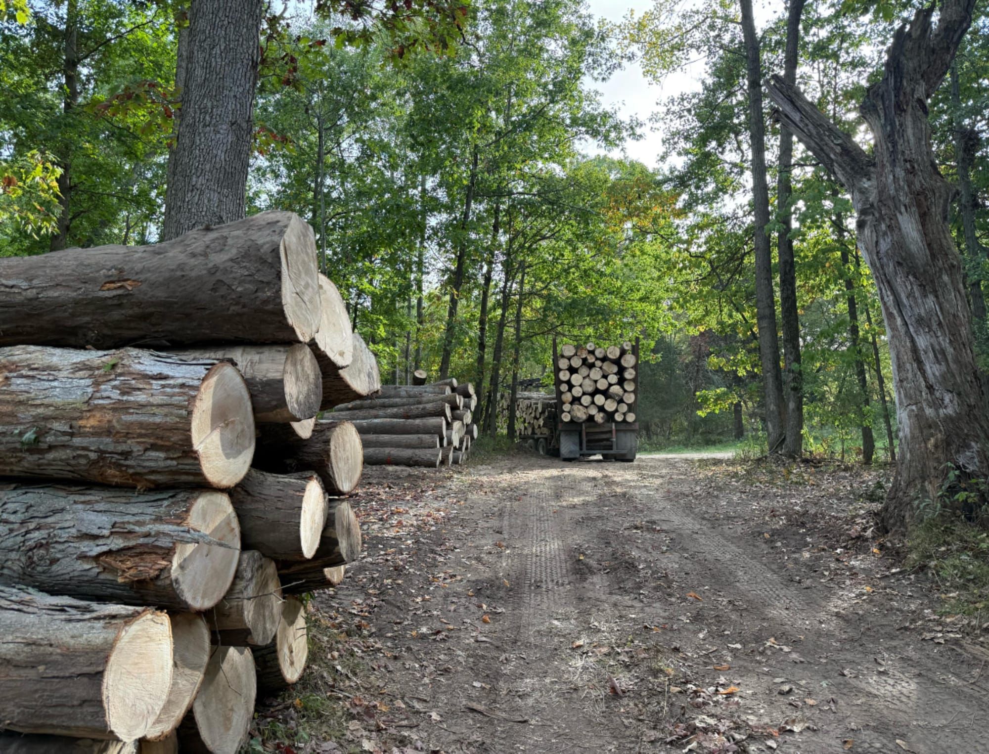 Logs staged on a forest road during a managed Michigan timber harvest